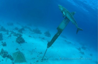 28553_395615313716_540363716_4264578_7497723_nWM.jpg