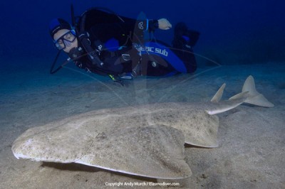 CommonAngelShark010.jpg