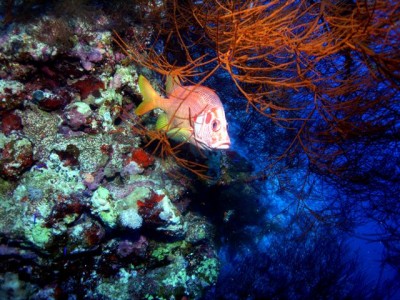 M0011811.jpg