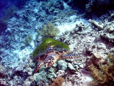 M0011789.jpg
