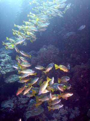 M0011973.jpg