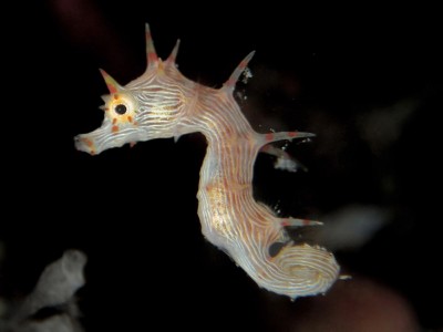 Hippocampus debelius (Ras Mohammed) J.L.Rose.jpg