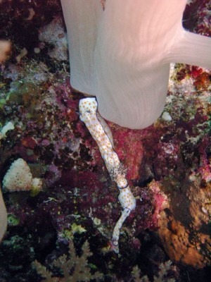 M0011984.jpg