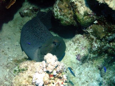 M0012346.jpg