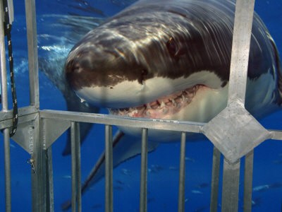 fleetham-david-great-white-shark-attacking-a-shark-cage-carcharodon-carcharias-guadalupe-island-mexico.jpg