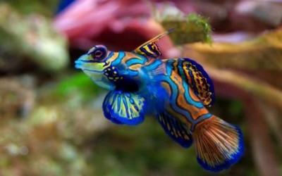 mandarin fish wallpaper 5.jpg