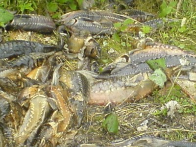 осетр2.jpg