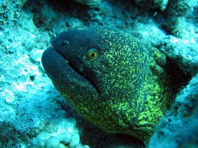 greenfish.jpg