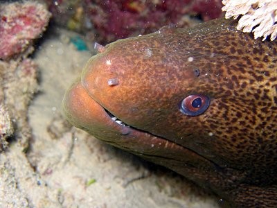 brownfish.jpg