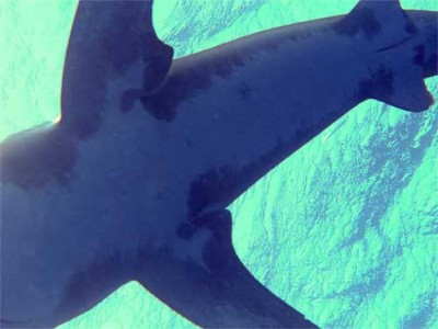 big-shark2.jpg