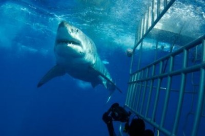 Guadalupeshark1.jpg