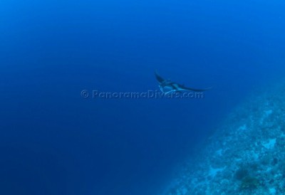 Best of the Red Sea 2010_66.jpg