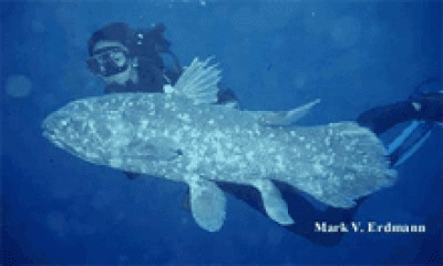latimeria.gif