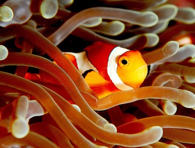 Clownfish.jpg