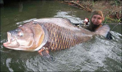 karp_1d.jpg