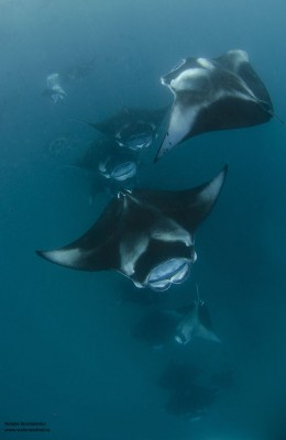 DSC_9500тетис.jpg