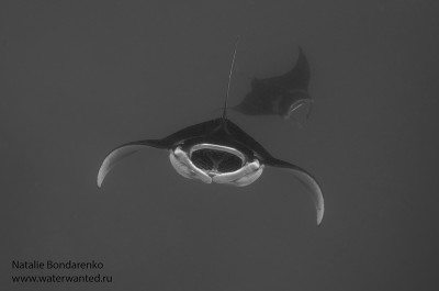 DSC_9416тетис.jpg