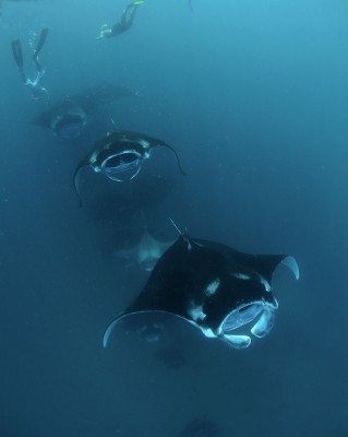 DSC_9497тетис.jpg