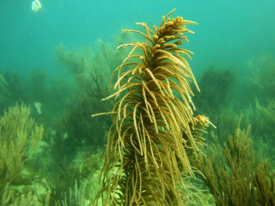 web_buguaca031-2.jpg