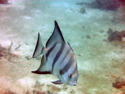 web_bupubaca_2014-01-19_056.jpg