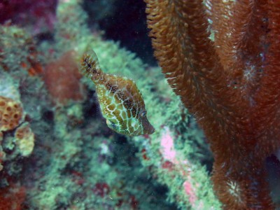 web_bupubaca_2014-01-19_101.jpg