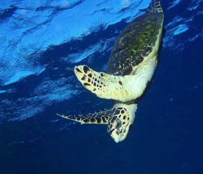 Turtle_web768x659.jpg