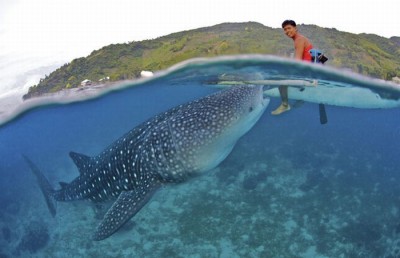 whale_sharks_04.jpg