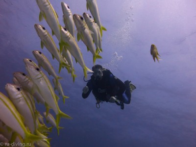 ru-diving.jpg