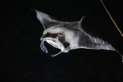 manta.jpg