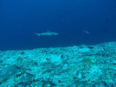 shark2.jpg