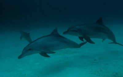 dolphin.jpg