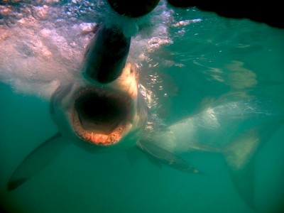 shark 3.jpg