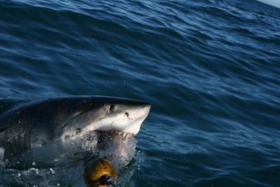 shark2.jpg