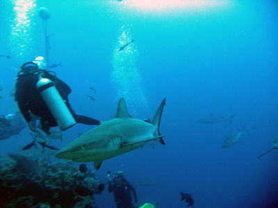 shark_201 copy.jpg
