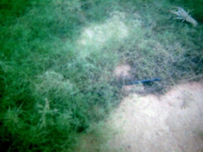 PICT0001.jpg