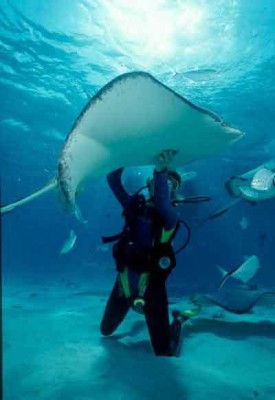 Stingray_City_Scuba_Diving5.jpg