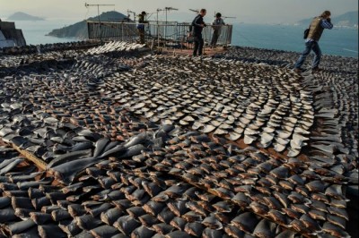 shark-fin-hk-2013-2-6.jpg