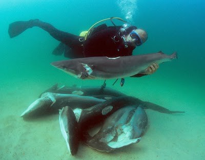 mutilated-sharks.jpg