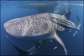 Whaleshark280x187border.jpg