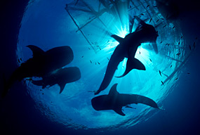 cenderawasih-bay-whale-sharks-8.jpg