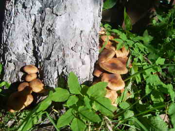 PIC_0715.jpg