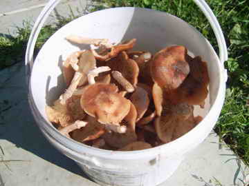 PIC_0717.jpg