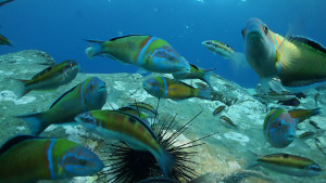 Tenerife Oct 2014 (15).Movie_Snapshot Small.jpg