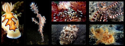 lembeh collage.jpg