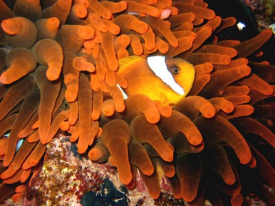 IMG_2331 о.jpg