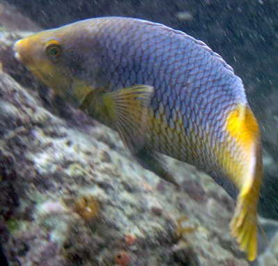 bucata_15feb21_248.JPG