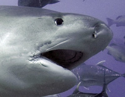 tigershark.jpg