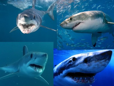акула.jpg