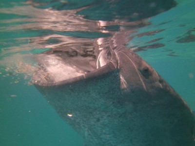 PICT0410.JPG