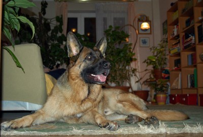 Роня.jpg